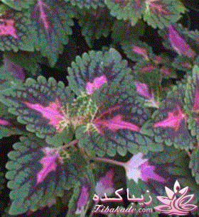 چه گلهايي را مشناسيم؟ 